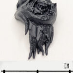 DG Torso Front 5