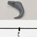 DG Small Tentacle 2