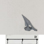 Raider Fin 3