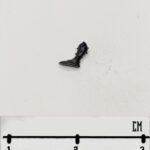 Kabalite Leg 9