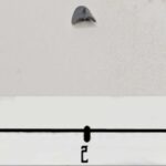 Kabalite Shoulder Pad 1