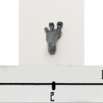 Giant Foot 3 L