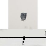 Giant Shield 1