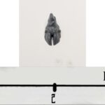 Giant Hoof 1